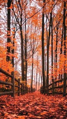 Осень + любовь - красивые картинки (100 фото)