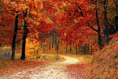 Осень + любовь - красивые картинки (100 фото)