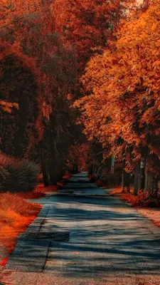 Осенний лес мобильные обои изображение_Фото номер 400258304_JPG Формат  изображения_ru.lovepik.com