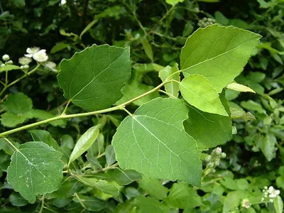 File:Populus tremula Осина Осенние листья.jpg - Wikimedia Commons