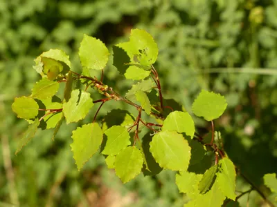 Осина – дерево и древесина – Populus tremula