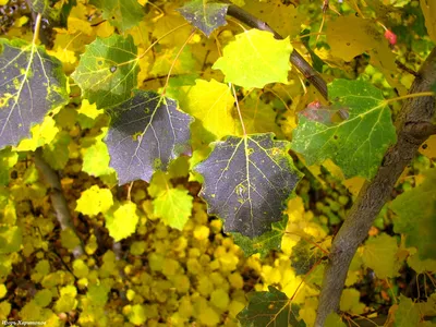 Populus tremula (Осина обыкновенная; Тополь дрожащий) | Листья, Ландшафтный  дизайн, Осина