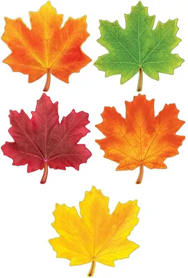 Набор вырубок Осенние листочки 3-7 см, 17 шт. - купить в Украине |  Tvorcha.com