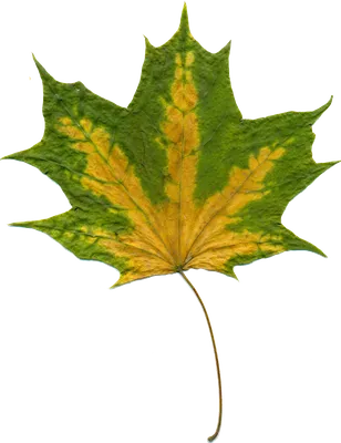 Занятие «Подарки Осени. Осенние листья» | Студия раннего развития 1+ | Дзен