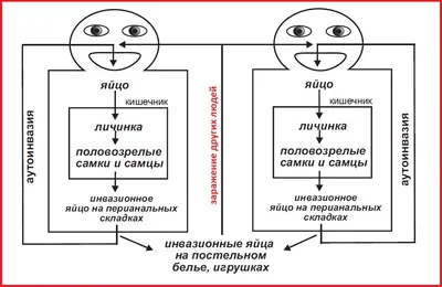 Аскаридоз, энтеробиоз (острицы, аскариды) ПЦК Гринсет (ID#1193462108),  цена: 320 ₴, купить на Prom.ua