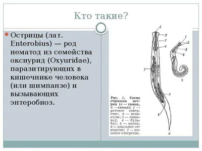 Энтеробиоз — Википедия