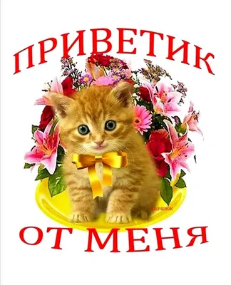 От меня Приветик | Андрей Чибыкин | Дзен