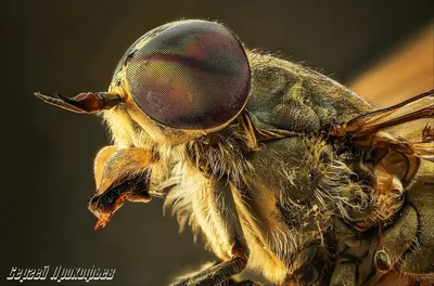 Оводы - человеческий кожный овод (лат. Dermatobia hominis)