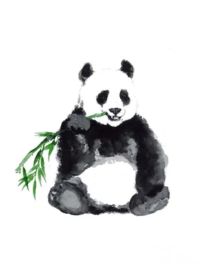 Pop Art panda illustration 4663145 Vector Art at Vecteezy