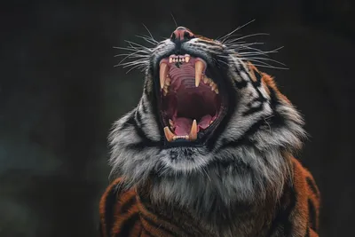 Купить фотообои Животные «Пасть тигра» | PINEGIN