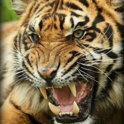 Картинки оскал тигра - 74 фото