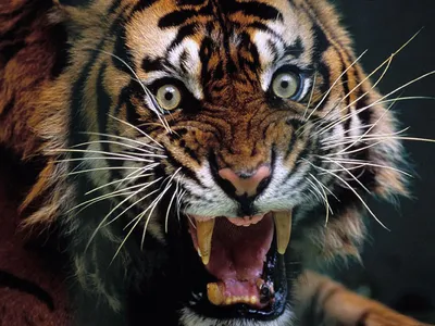 Тигр с открытой пастью - Тигры, львы - Животные - Картинки на рабочий стол