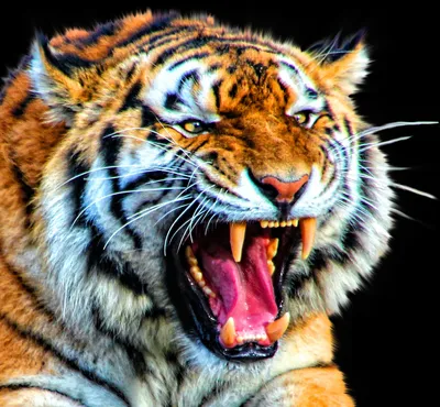 Фото Тигр с открытой пасть, by Anthony