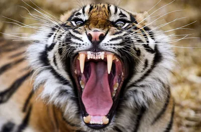 Агрессивный тигр (58 фото) - красивые фото и картинки pofoto.club