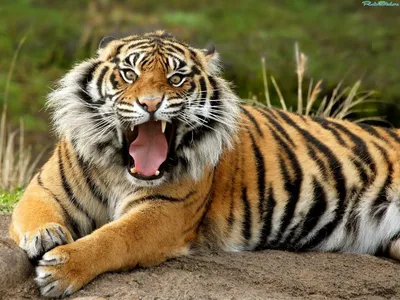 Оскал тигра картинки скачать бесплатно