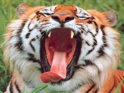Пасть тигра - Тигры, львы - Животные - Картинки на рабочий стол