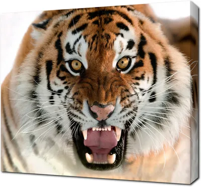 Большая пасть тигра - Обои на рабочий стол — скачай бесплатно