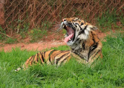 Картина на холсте Оскал тигра: - Арт. 180234 | Купить в интернет-магазине -  Уютная стена