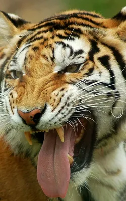 Силиконовая подвижная пасть хищника на примере пасти тигра (Екатерина  Сосина)