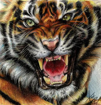 Оскал тигра рисунок - 76 фото