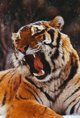 Оскал тигра. Обои с животными, картинки, фото 1600x1200