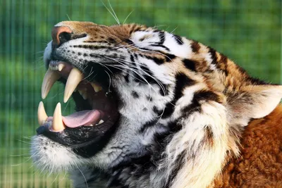 Купить Фотообои тигр с открытой пастью зимой на стену. Фото с ценой.  Каталог интернет-магазина Фотомили