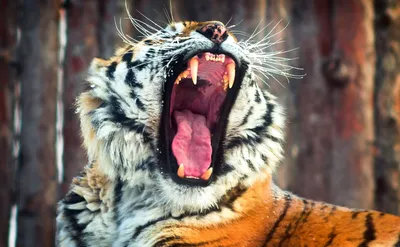 Амурский тигр с открытой пастью Stock Photo | Adobe Stock