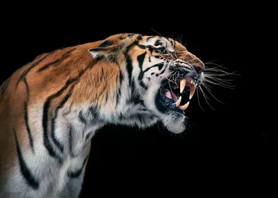 Тигр с открытым ртом - картинки и фото koshka.top
