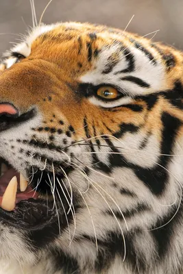 Хочу все знать. Зачем полоски тиграм? | Oculus | Дзен