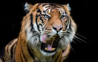 Пасть тигра - красивые фото