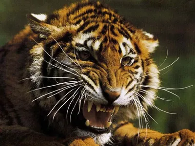 Скачать обои тигр, морда, хищник, амурский тигр, оскал тигра разрешение  640x960 #35871