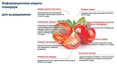 9 лучших сортов помидоров для теплицы: какие семена тепличных томатов  выбрать | ivd.ru