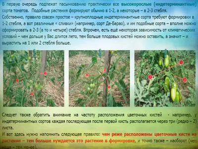 Когда сажать помидоры на рассаду: лучшие, урожайные, крупноплодные сорта  томатов для теплицы, низкорослые томаты для теплицы - 4 марта 2023 - НГС.ру