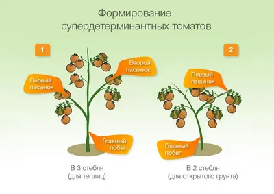 Пасынкование, помидоры, томаты, формирование куста, удаление ненужных  отростков, выращивание томатов, огород, теплица, боковые ответвления,  рассада