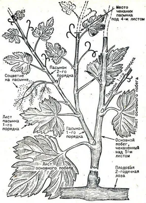 Пасынкование винограда в картинках
