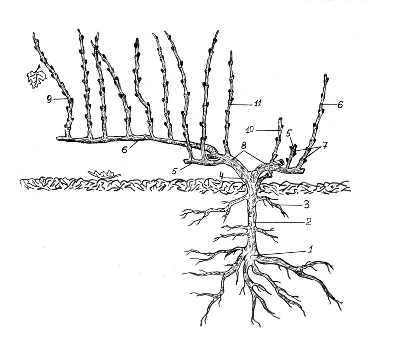 Корневая Система У Винограда Фото