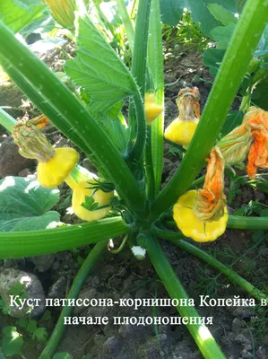 Семена Патиссон Копейка (Premium seeds) - купить по выгодной цене | Урожайка