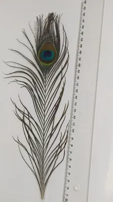 Перо павлина рисунок Peacock feather drawing | Тату с павлиньим пером,  Рисунок, Перо