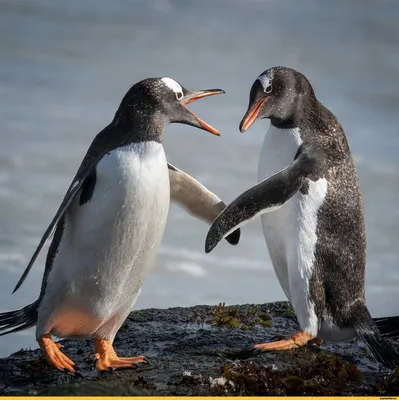 Пингвины прикольные картинки обои