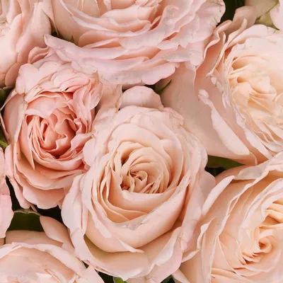 Купить кустовые пионовидные розы «Бомбастик» в Екатеринбурге – пионовидные  розы кустовые