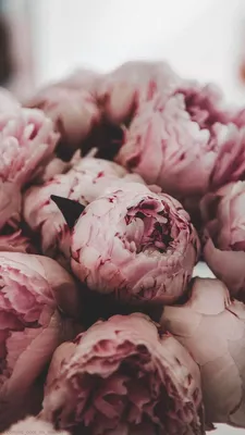 Wallpaper | Flowers | Peonies – Wallpaper Ideas | Пионы, Фиолетовые пионы,  Винтажные цветочные фоны