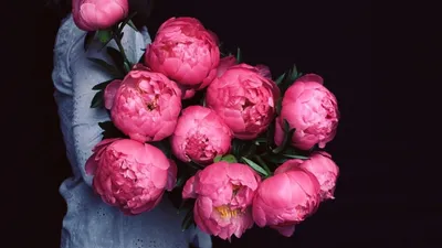 Peonies Wallpaper Hd - (61 images) | Пионы, Розовые пионы, Цветы