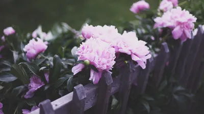 Обои пионы, 5k, 4k, розовые, забор, эфект, peonies, 5k, 4k wallpaper, pink,  fence, effects, Природа #652