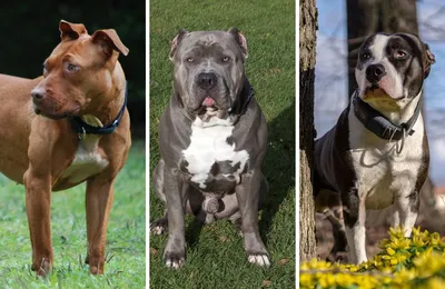 Exploring Various Types Of Pitbulls: Beyond The Stereotypes