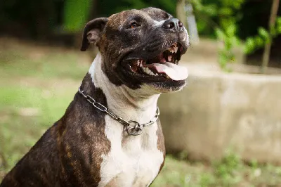 The Brindle Pitbull - Top Facts And Characteristics - Animal Corner