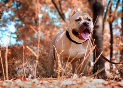 Pitbull Dog in Hip Hop Outfit 8k · Creative Fabrica