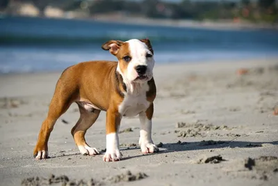 Pocket Pitbull Breed Guide: Everything You Need to Know - Wild Earth