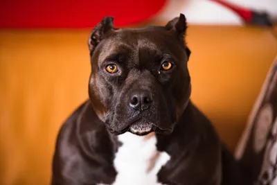 Red nose pitbull hi-res stock photography and images - Alamy