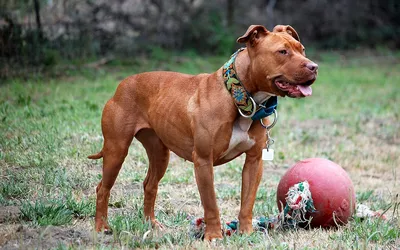 American Pit Bull Terrier - Wikipedia