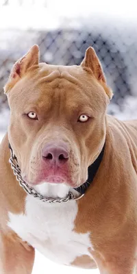 American Pit Bull Terrier Health and Care | PetMD